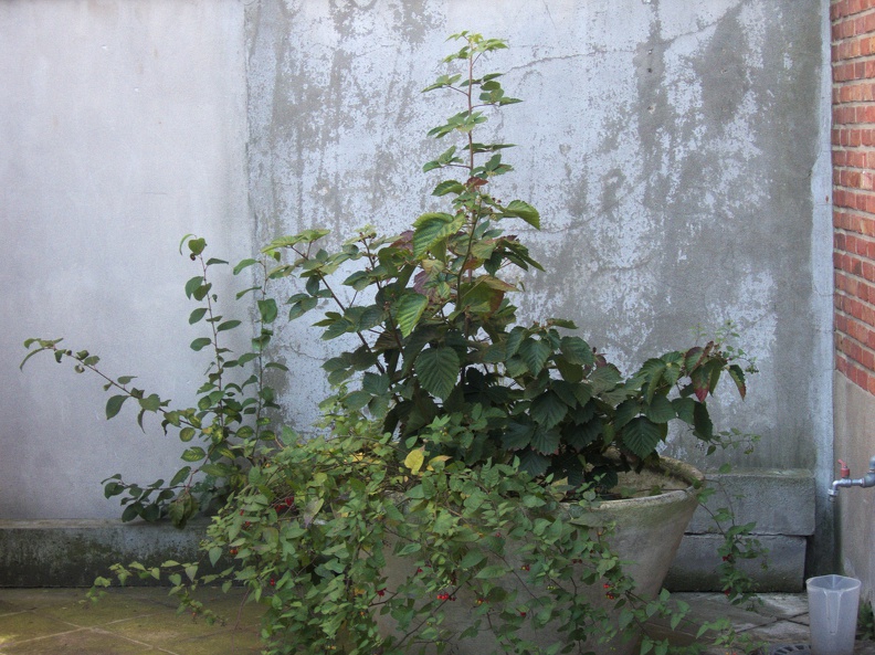 La plante urbaine.
