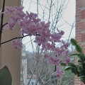orchidée violette